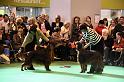 Crufts2010 1777